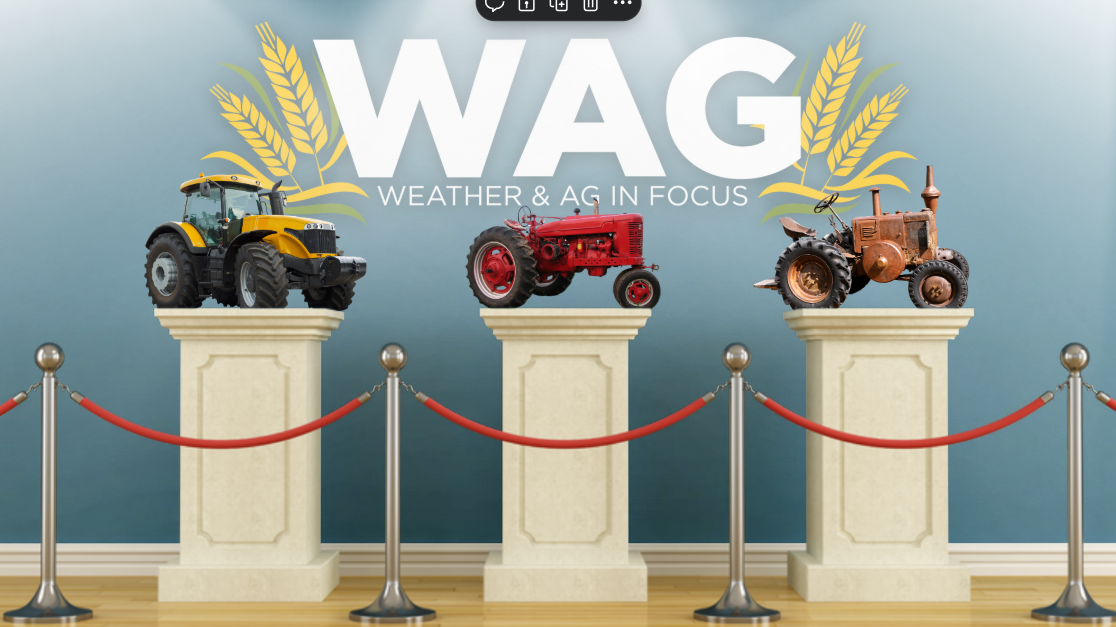 Free For All Monday | WAG in Focus 07-20-26