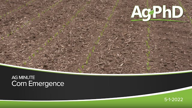 Corn Emergence | Ag PhD