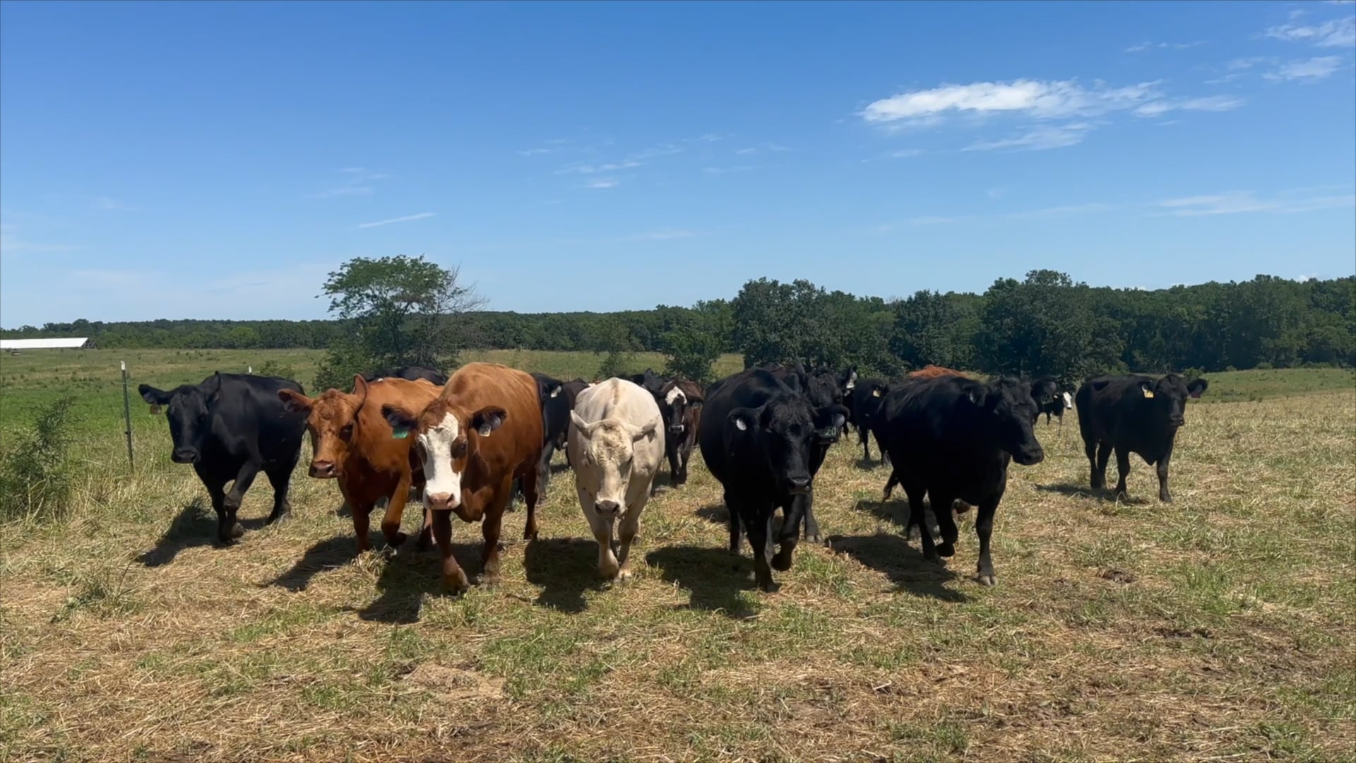 Fling'in Lime on Alfalfa | Chronicles of Kayla
