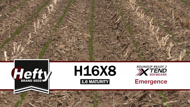 H16X8 | 1.6-Maturity | Xtend