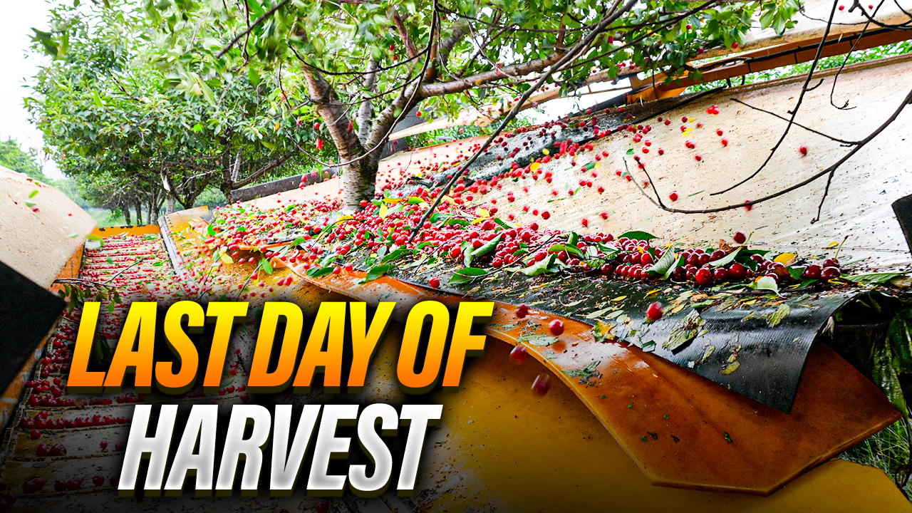 The LAST Day Of Cherry Harvest! | Pomes and Stones