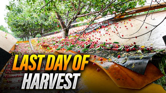 The LAST Day Of Cherry Harvest! | Pom...