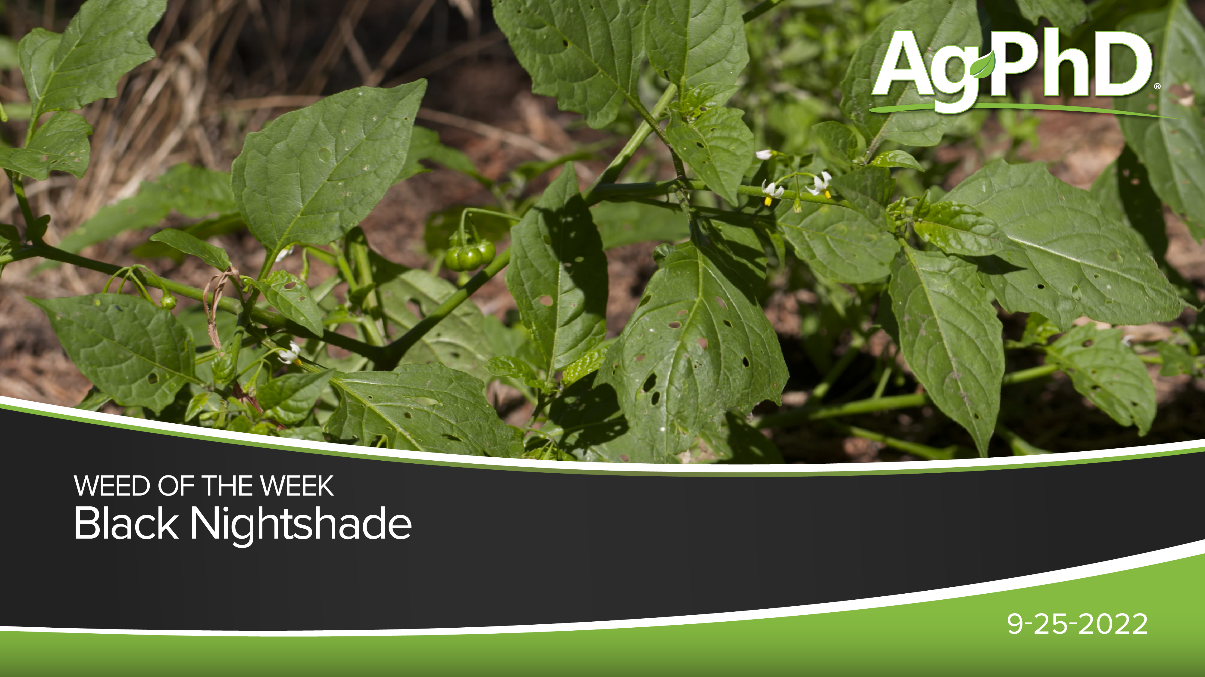 Black Nightshade | Ag PhD
