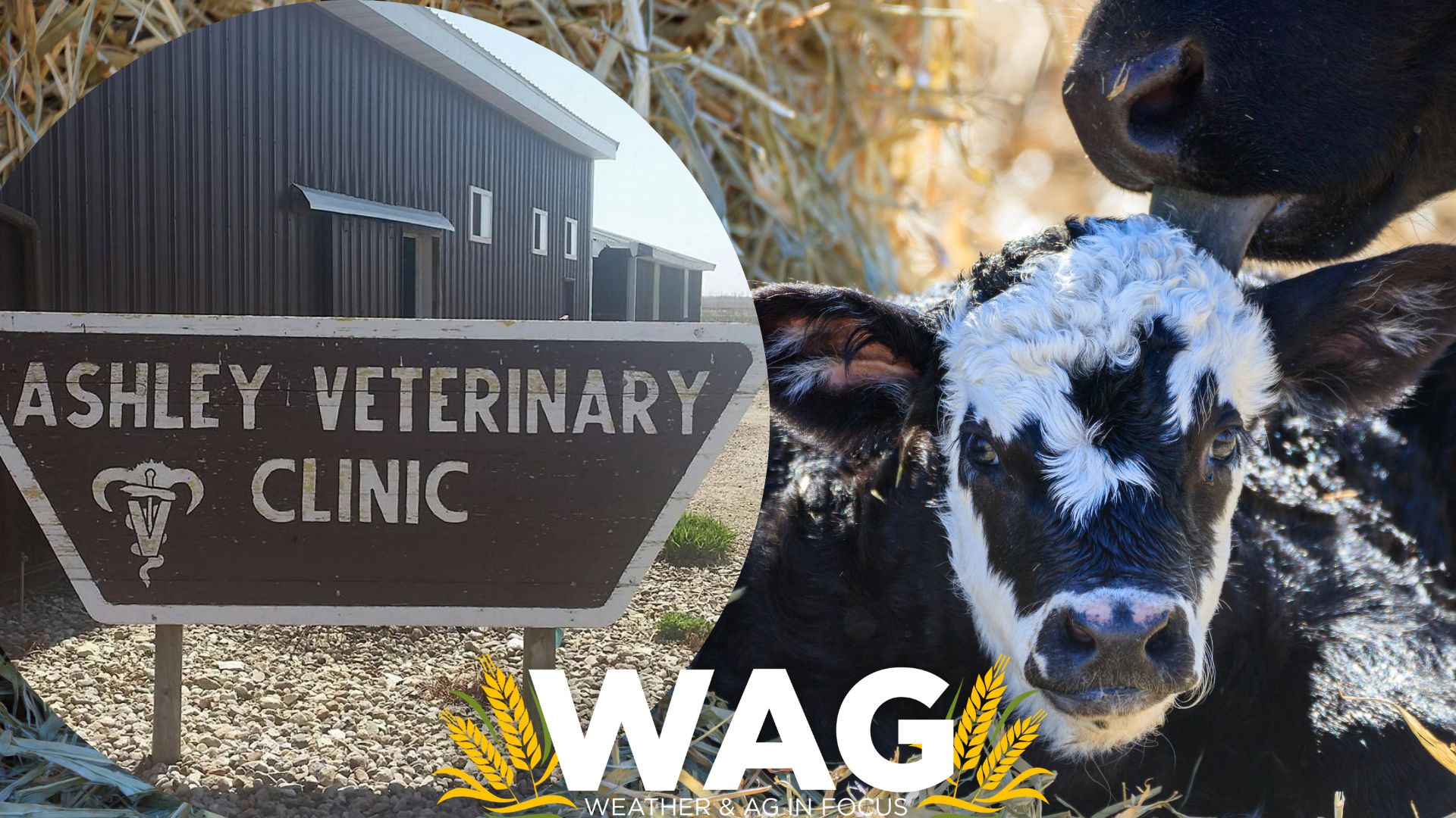 Calving Season Can Mean C Sections - WAG In Focus 3-30-23