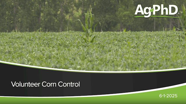 Volunteer Corn Control | Ag PhD