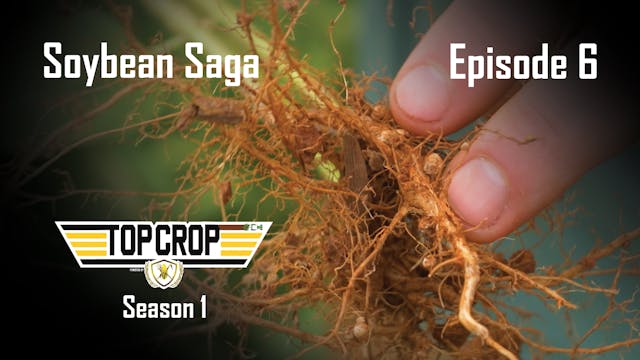 Soybean Saga | Top Crop