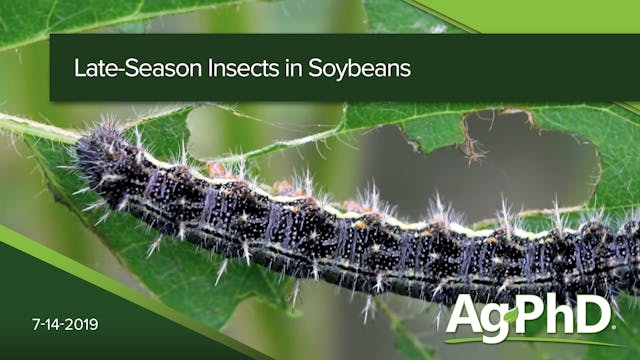 Late Season Insects in Soybeans | Ag PhD