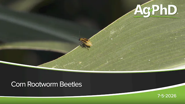 Corn Rootworm Beetles | Ag PhD