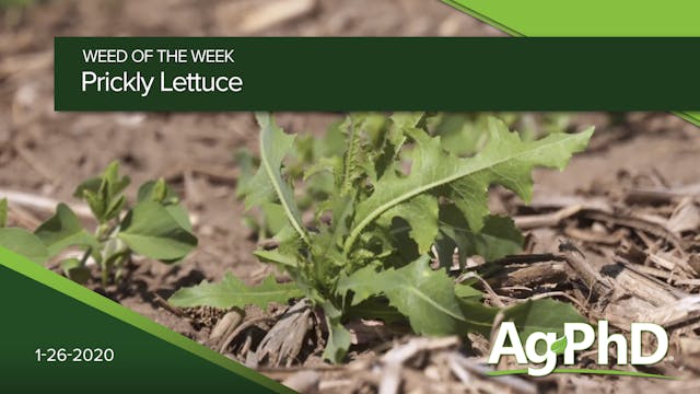 Prickly Lettuce | Ag PhD