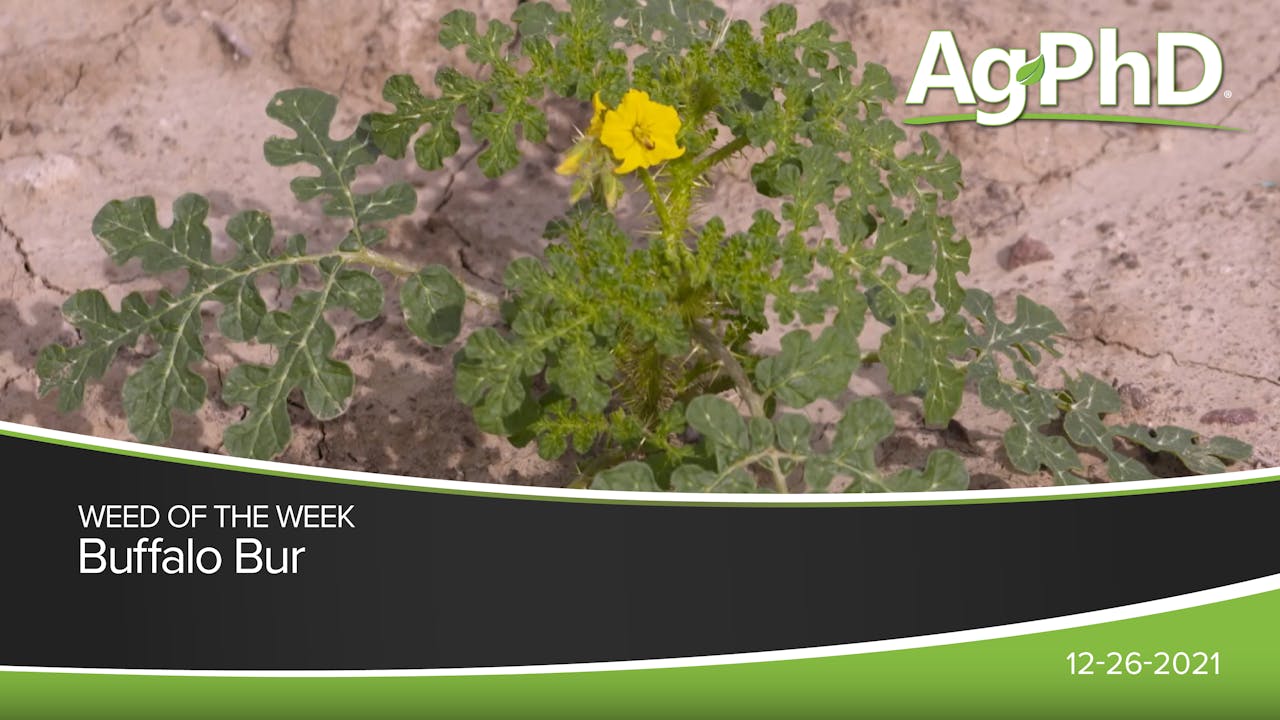 Buffalo Bur 2021 AcresTV