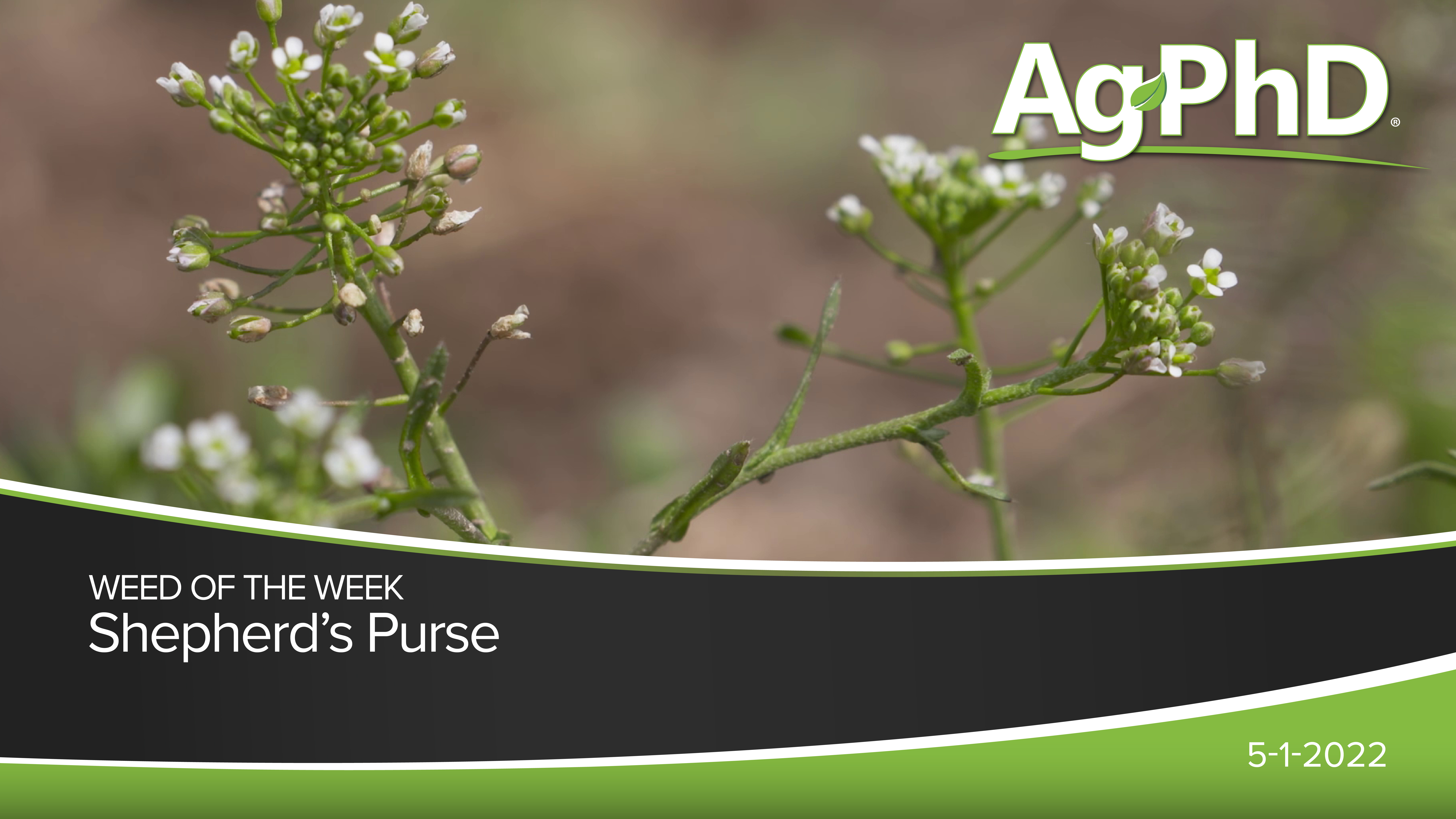 Shepherd's Purse | Ag PhD 