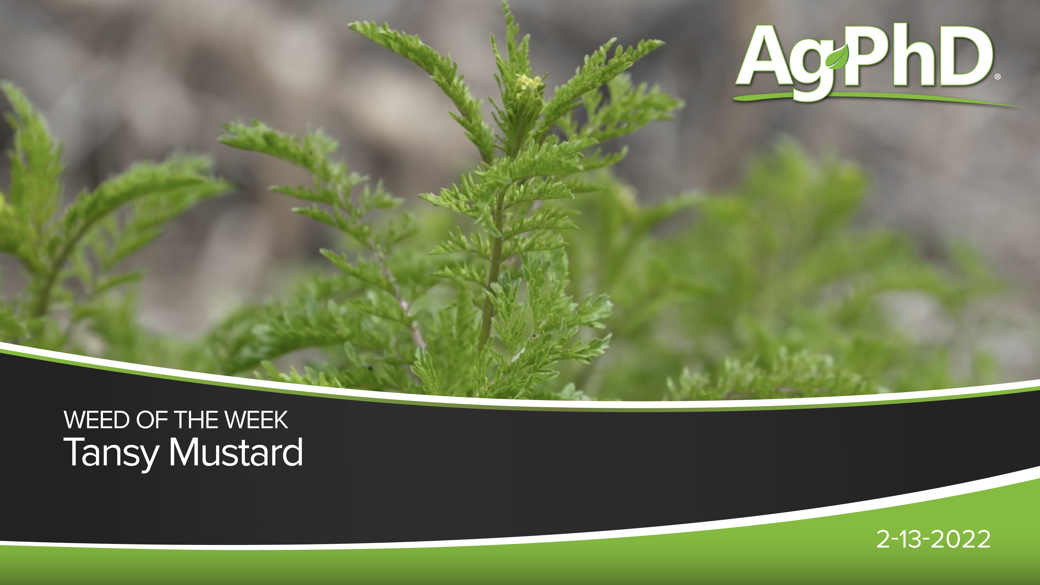 Tansy Mustard | Ag PhD