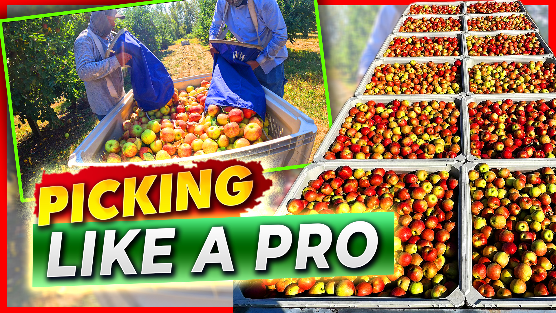 APPLE PICKING Like a PRO in Just ONE Harvest! | Pomes and Stones