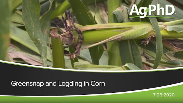 Greensnap and Lodging in Corn | Ag PhD