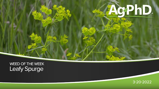 Leafy Spurge | Ag PhD