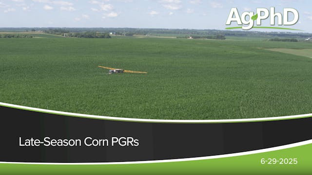 Late-Season Corn PGRs | Ag PhD
