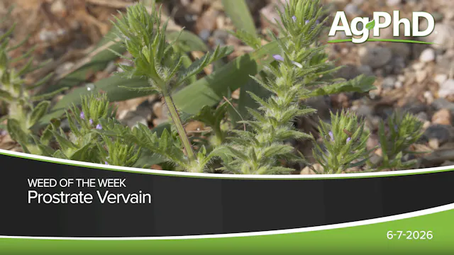 Prostrate Vervain | Ag PhD