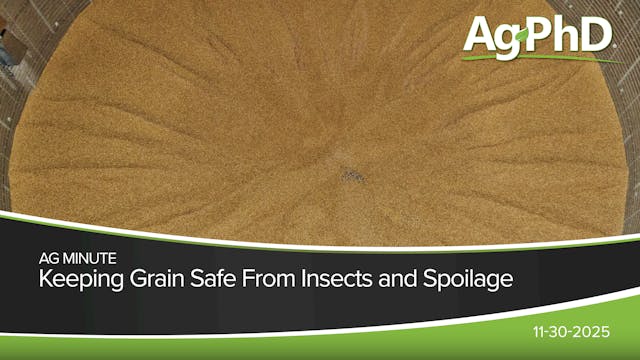 Keeping Grain Safe From Insects and S...