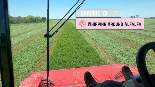 Whipping Around Alfalfa | Chronicles ...