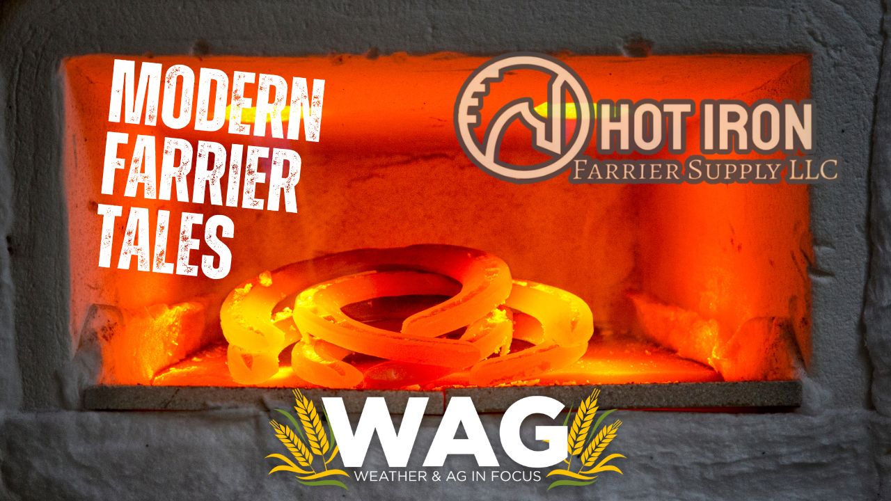 Modern Farrier Tales | WAG in Focus 11/15/23