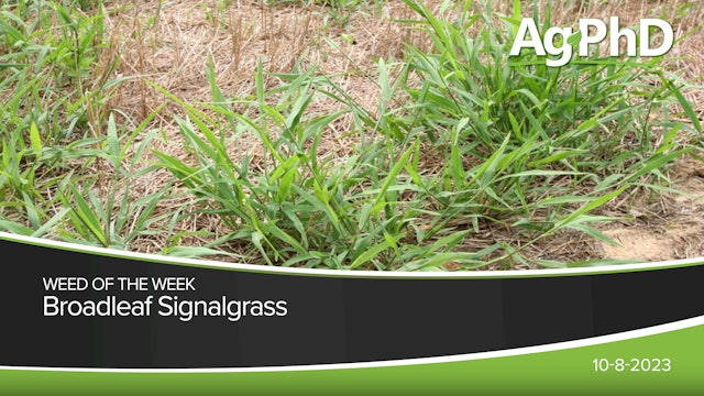 Broadleaf Signalgrass | Ag PhD