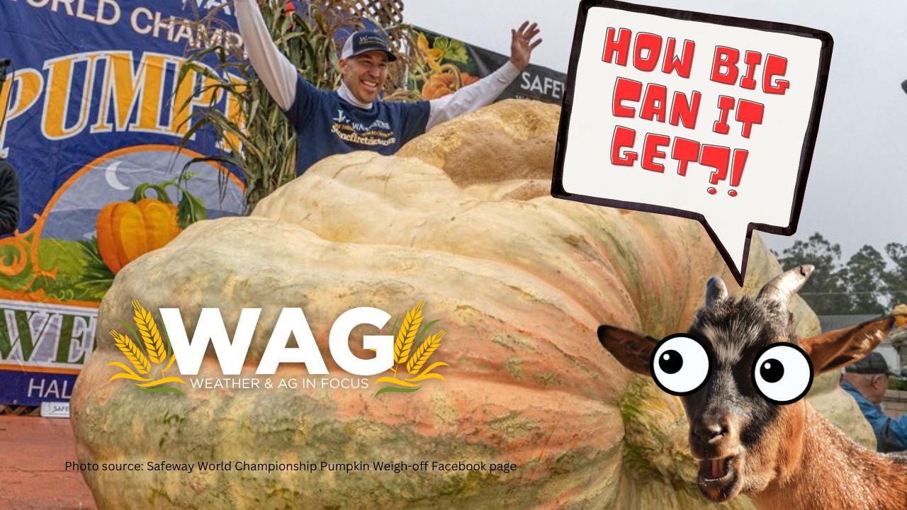 How BIG can it GET?! WAG In Focus 9/15/23