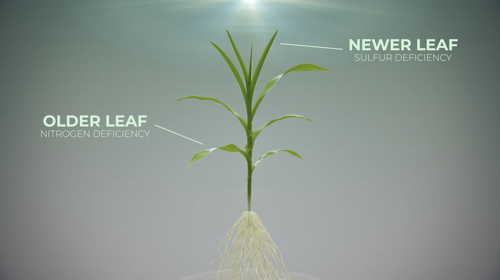 Secondary Nutrients | AgroLiquid B2B