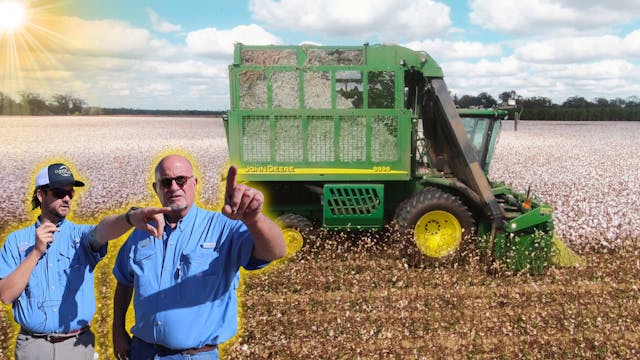 Is Cotton the Fabric of Our Lives? | ...