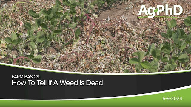 How To Tell If A Weed Is Dead | Ag PhD