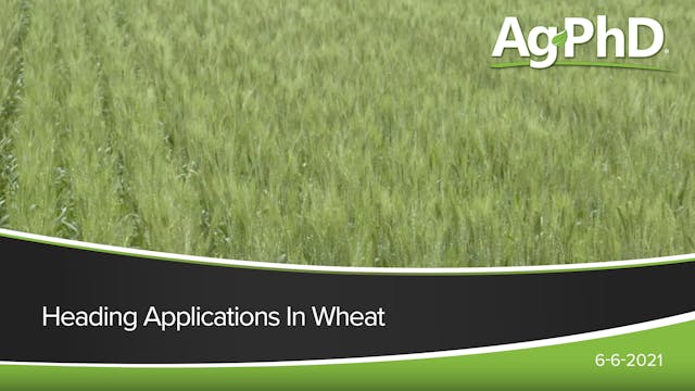 Heading Applications in Wheat | Ag PhD