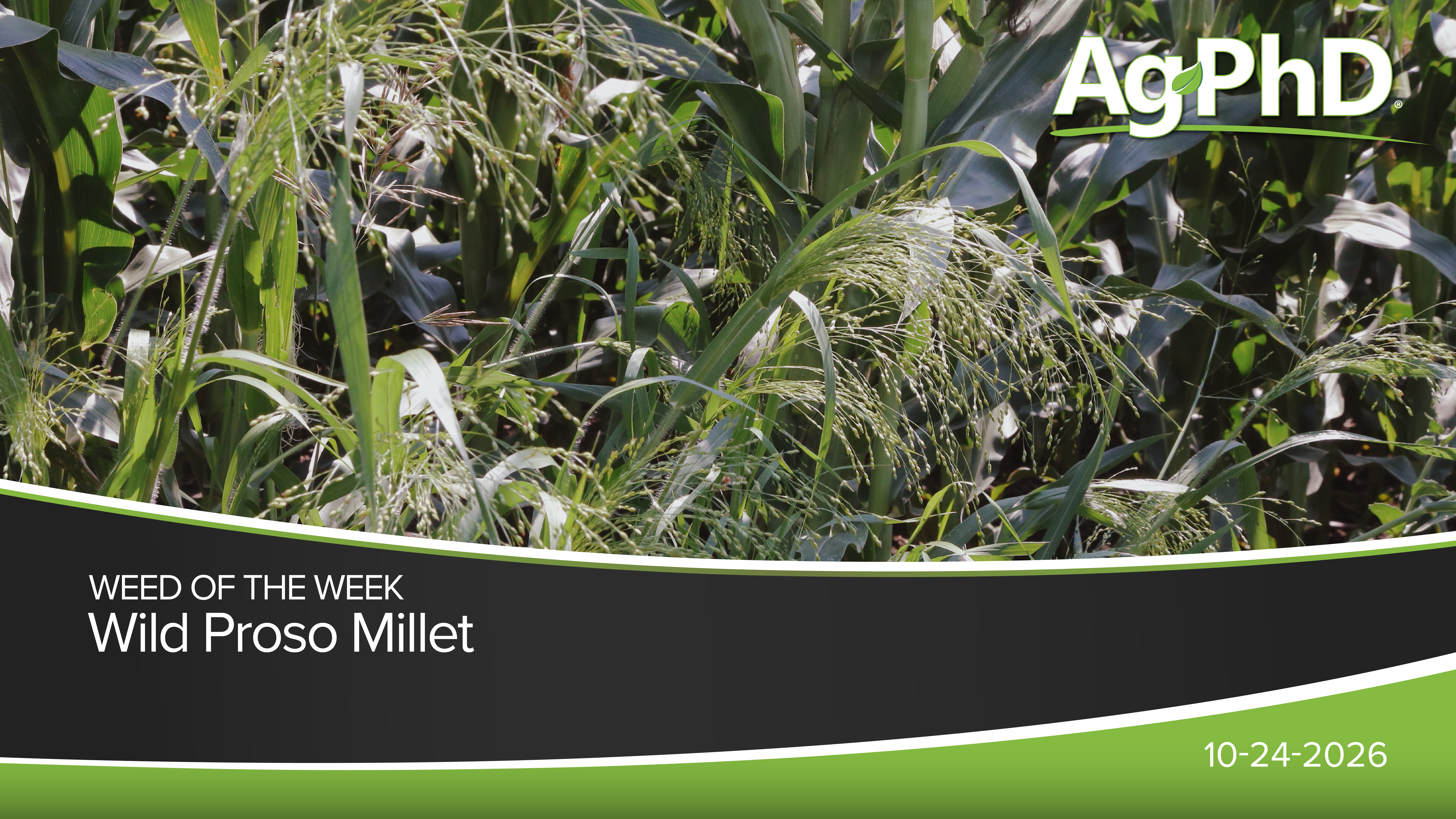Wild Proso Millet | Ag PhD