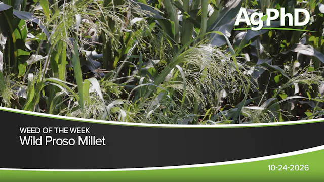 Wild Proso Millet | Ag PhD