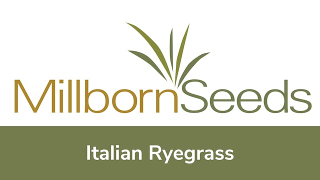 Millborn Seeds - Italian Ryegrass