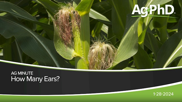 How Many Ears? | Ag PhD