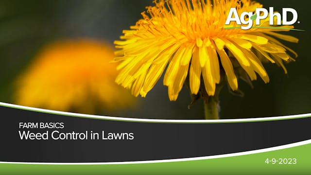 Weed Control in Lawns | Ag PhD