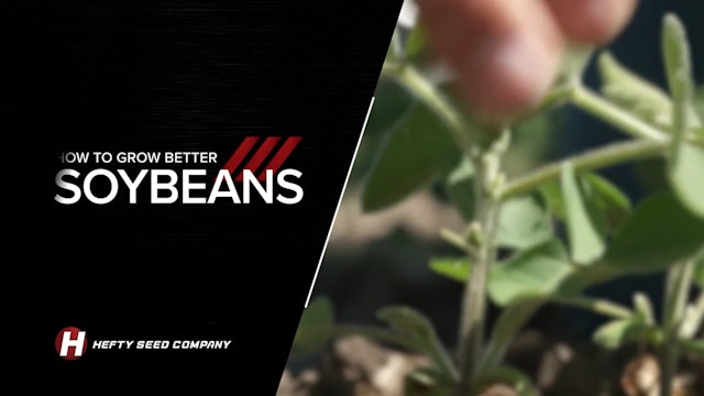 Identifying Problems in the Field to Grow Better Beans