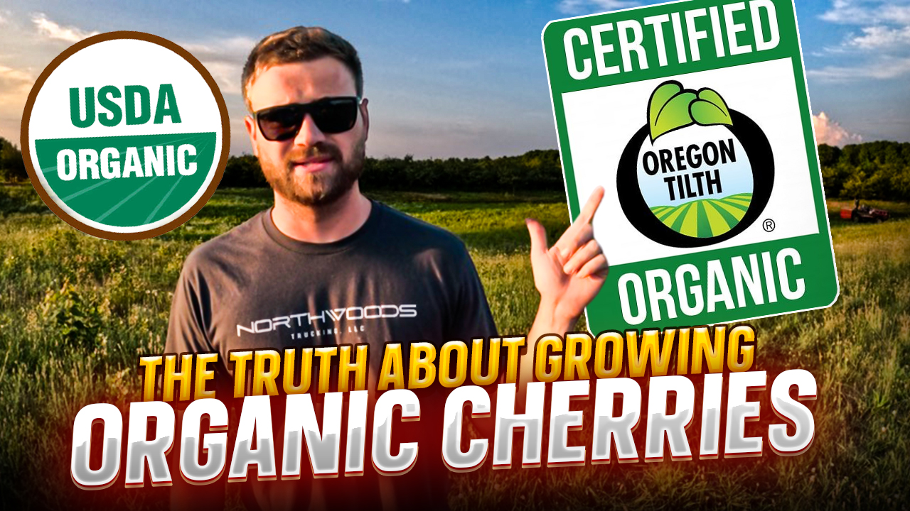 Why Growing Organic Cherries Is So Difficult?? | Pomes and Stones