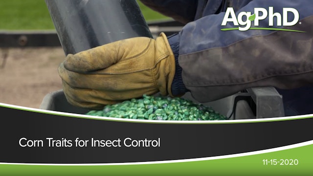 Corn Traits for Insect Control | Ag PhD