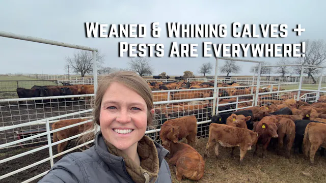 Weaned & Whining Calves + Pests Are E...