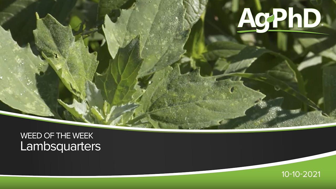 Lambsquarters 2021 AcresTV