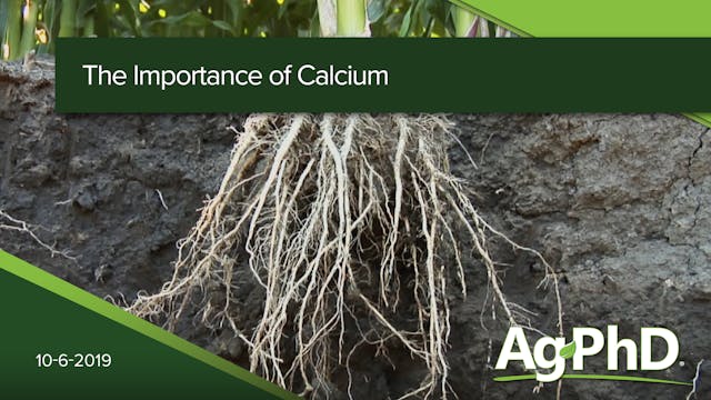 The Importance of Calcium in Soil