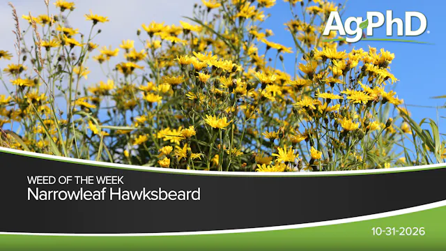 Narrowleaf Hawksbeard | Ag PhD