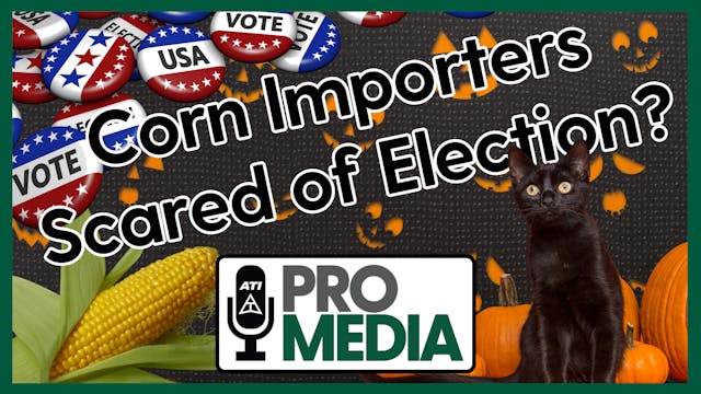 Corn Importers Scared of Election? | ...