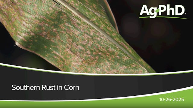 Southern Rust In Corn | Ag PhD