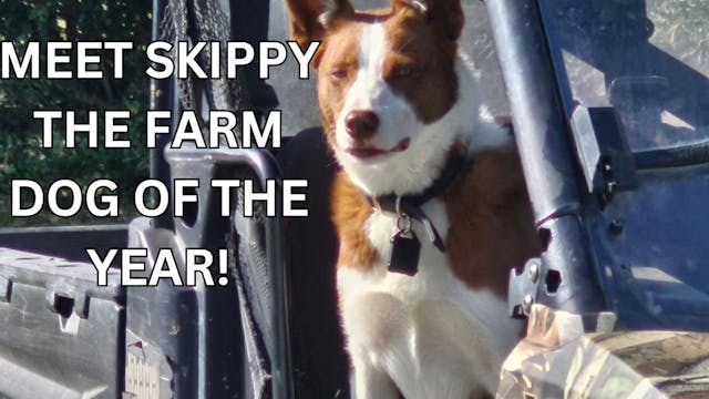 Meet Skippy the Farm Dog of the Year!...