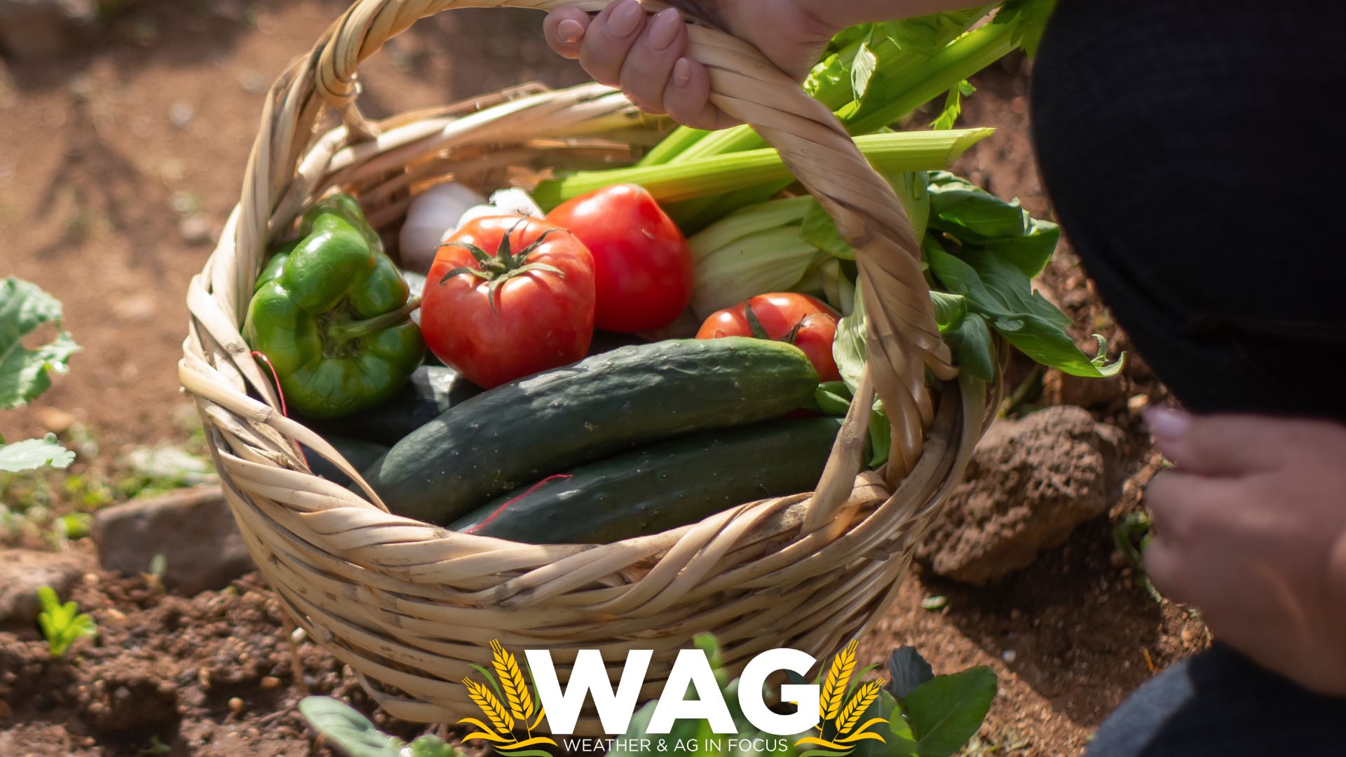Garden planting made easy! Randy Nelson weighs in! WAG In Focus 5-5-23