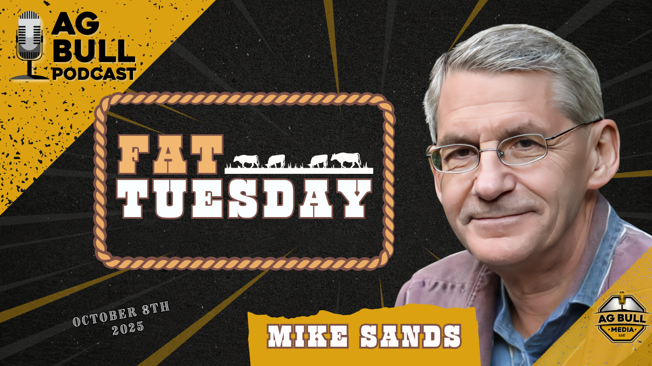 Fat Tuesday Cattle on a Gold Diet: When Feeders Act Like Bullion | Ag Bull Media