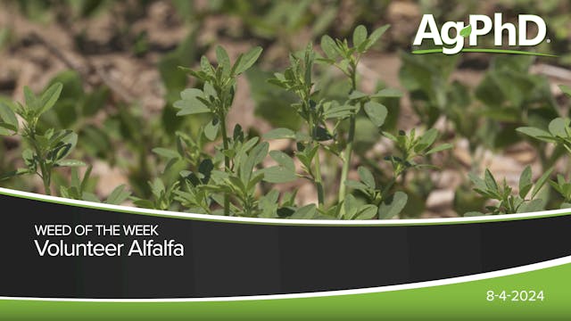 Volunteer Alfalfa | Ag PhD