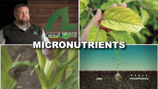 Micronutrient Deficiencies Zn, Mn, an...