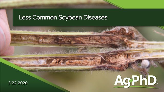 Less Common Soybean Diseases | Ag PhD